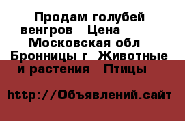 Продам голубей венгров › Цена ­ 500 - Московская обл., Бронницы г. Животные и растения » Птицы   